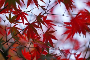 the beautiful red tree leaves in the nature