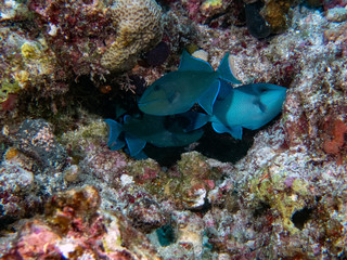 Redtooth Triggerfish (Odonus niger) in the Indian Ocean