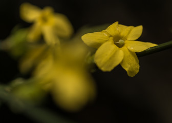 Winter Jasmine