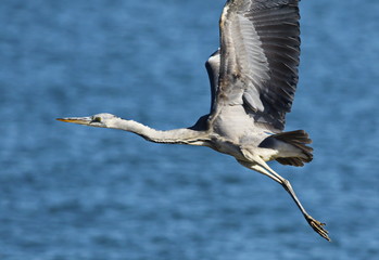 Gray Heron in flight
