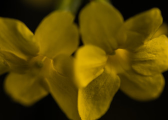 Winter Jasmine