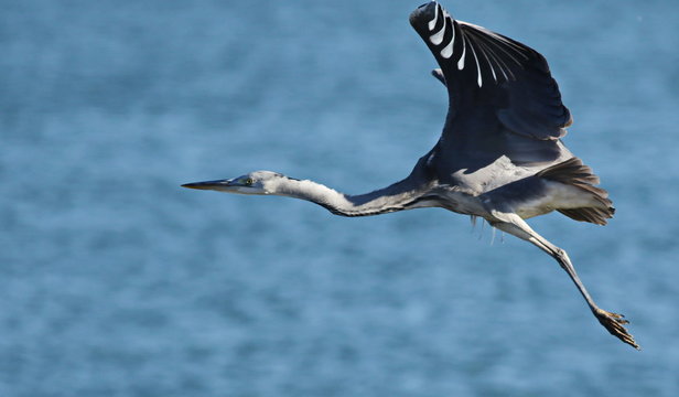 Gray Heron in flight