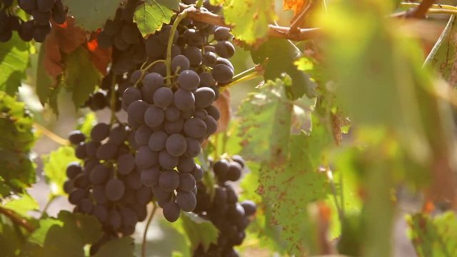 black vine grape in the vineyard, close-up