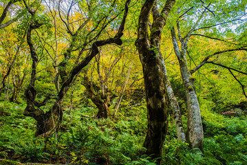 兵庫県、山陰ジオパーク吉滝・苔生す谷の風景