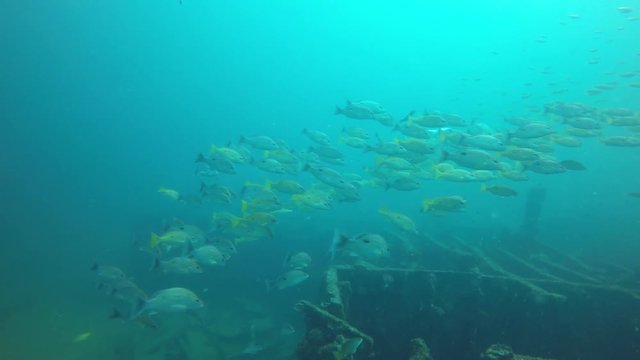 Fish on underwater shipwreck 