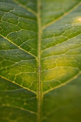 the beautiful abstract green plant leaves in the garden in the nature