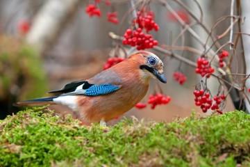 colorful bird Jay with bright colorful plumage sitting on a stump covered with moss