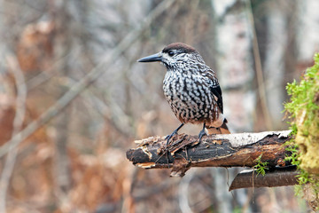 beautiful nutcracker bird with a brownish and white plumage sits on a branch in the forest