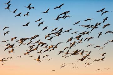 flock of cranes in flight on the background  the sky at sunset, the migration of cranes in flight on the background the sky