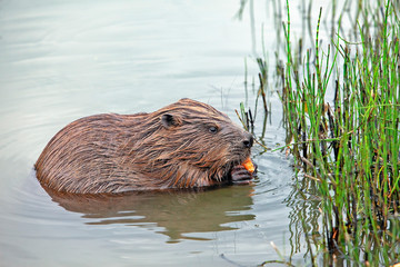 funny brown american beaver (genus castor) sits on the shore of the pond and eats food