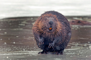 funny brown american beaver (castor genus) sits on the shore of a frozen lake in winter - obrazy, fototapety, plakaty