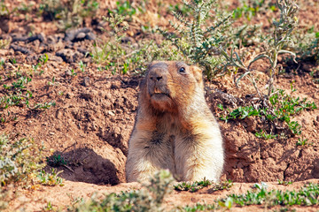 funny groundhog with fluffy fur peeps out of the hole on a Sunny warm day, Groundhog day