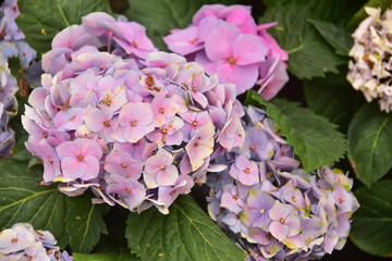 The Violet Hydrangea Flowers on the backyard