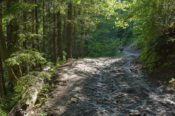 Forest road in the mountains in the summer