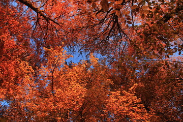 autumn leaves background