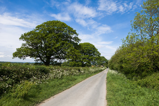 A view along a small tree lined country lane in England UK on a sunny spring day with the hedgerows and trees covered in green leaves. 