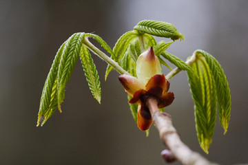 branch of tree with buds on white background