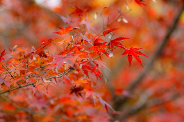紅葉