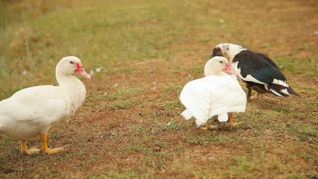 white ducks standing on the graund outdoors