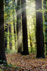 Sonnenstrahlen im Laubwald, Herbststimmung