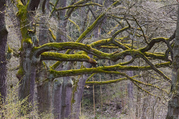 Ent, Fangorn, Trebeard, trunk of a tree