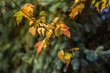 Autumn colorful leaves