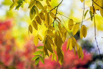 Autumn colorful leaves