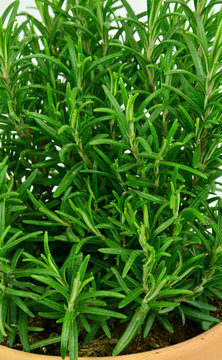 Rosmarinus officinalis or Rosemary isolated.