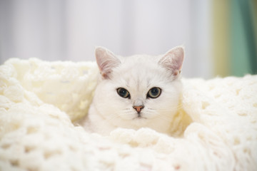 Naklejka premium Piękny młody kot, hoduje szynszyle szkockie prosto, leżąc pod łóżkiem