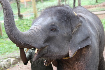 elephant baby feeding