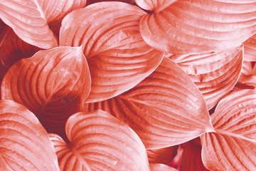 Coral plant background toned in coral color.