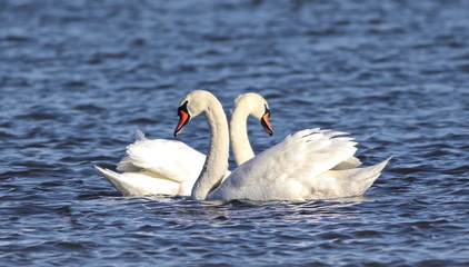 mute swan on blue river