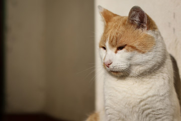 Young male sitting and enjoying sunshine, head shot.