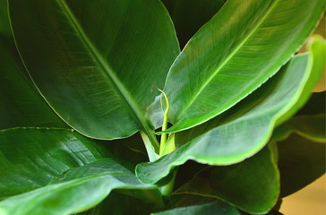 Banana Plant Houseplant.