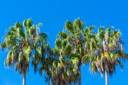 Palm trees under a clear sky in Southern California