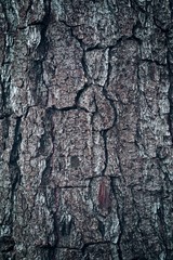 the tree trunk abstract texture pattern 