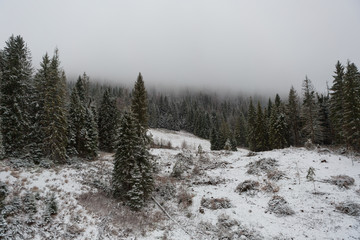 Pines in the snow in the mountains