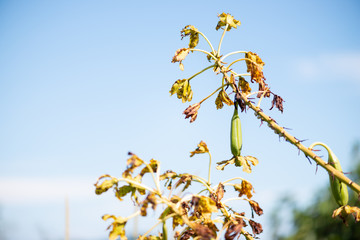 Grammatophyllum speciosum, also called giant orchid, tiger orchid, sugar cane orchid or queen of the orchids.