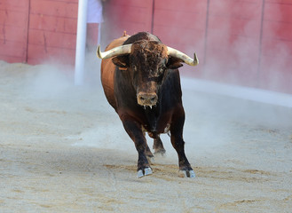 black bull in spain