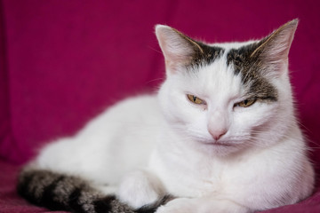 Fototapeta na wymiar Cranky fluffy White Cat with Attitude not looking happy that there photo is being taken 
