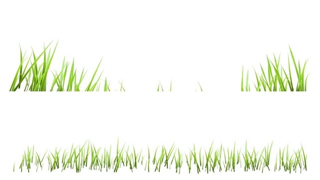 3D generated Green Grass Growing Isolated on White Background,  With Matte Channel,  Timelapse.