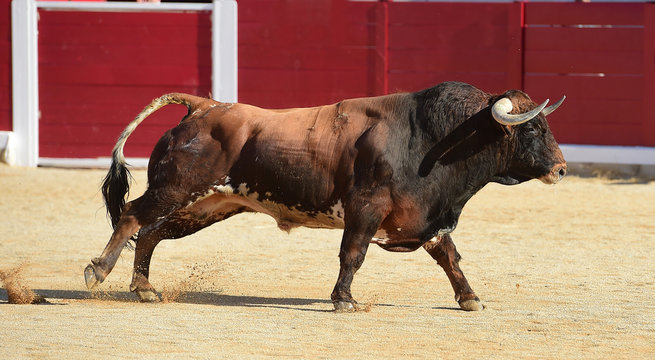 toro en espa&ntilde;a