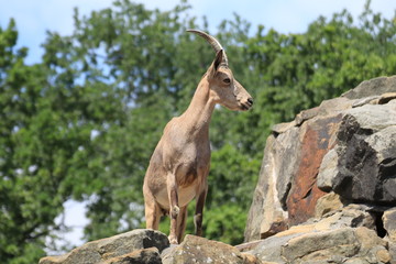 Naklejka na ściany i meble a mountain goat on the rock in a zoo