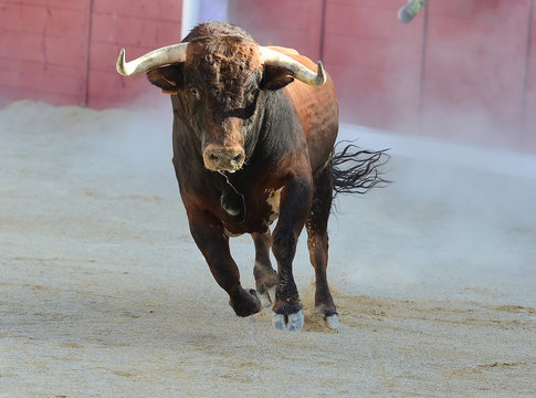 toro en espa&ntilde;a