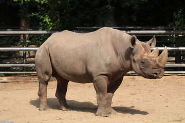 Naklejka premium white rhinoceros in zoo