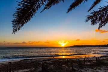 Fototapeta na wymiar Palm tree by the sea in Alghero shore at sunset