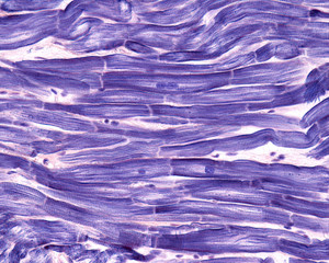 Myocardium. Cardiac muscle cells