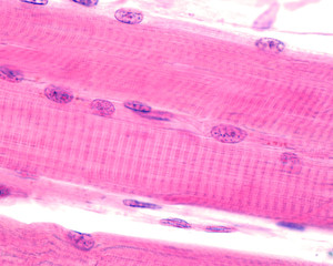 Striated skeletal muscle fibers