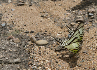 mariposas amarillas en tierra