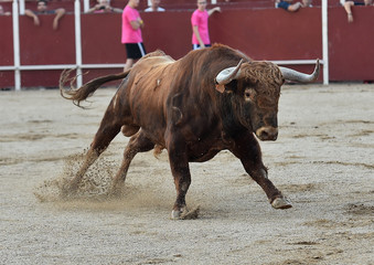 toro tradiconal en españa